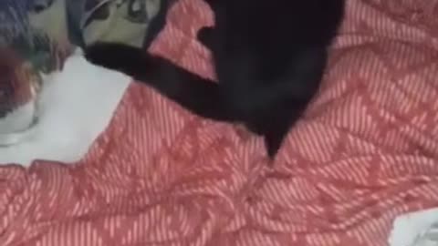 Cat giving his best friend a back rub before bed