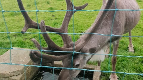 Reindeer pees while drinking water