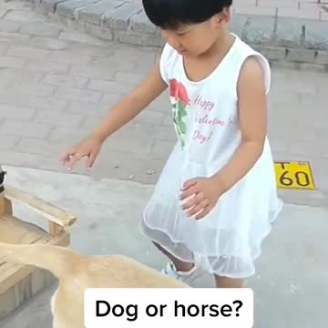Kid Having Unique Dog Transport