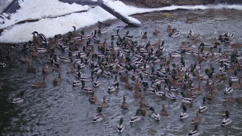 Large migrating group of ducks on cold frozen lake in city park