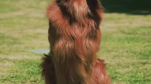 Dog a very simply