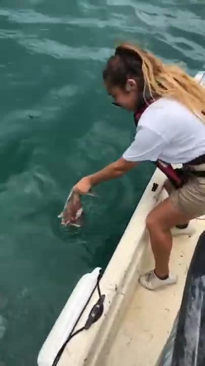 HAND FEEDING A SHARK