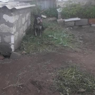 Dog "Busya" loves fresh grass