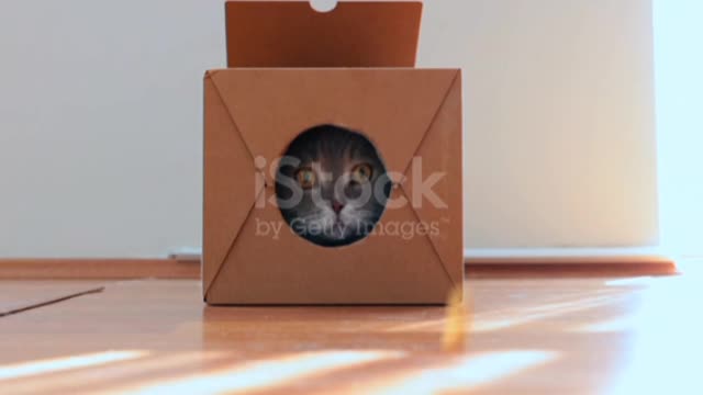 Obese British shorthair cat eating dry food outside the cardboard box