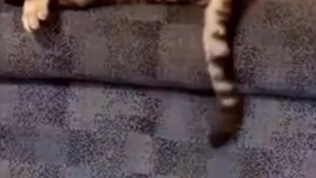 Cute Kitten Playing With Cute Cat's 😍😍😍😍 Tail |Best Cute & Funny Cat Videos