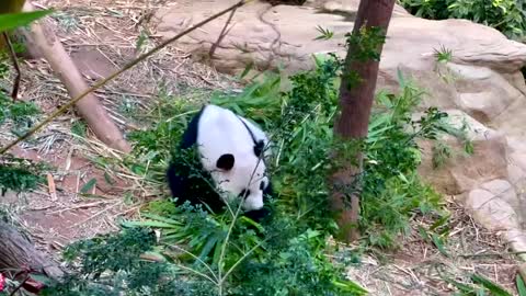 Giant Panda