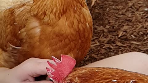 Fly Photobombs a Chicken Eating Ice Cream