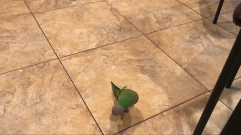 Parrots chase some of them at home