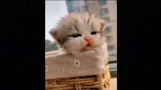 animals funny - moments