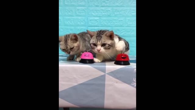 How Two Cute Cats Ring The Bell And Eat