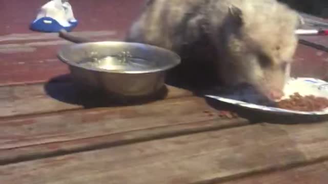 Opossum feeding cute little guy