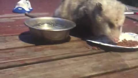 Opossum feeding cute little guy