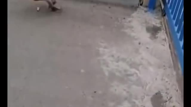 Monkey 🐒 dog 🐕 fight amazing video