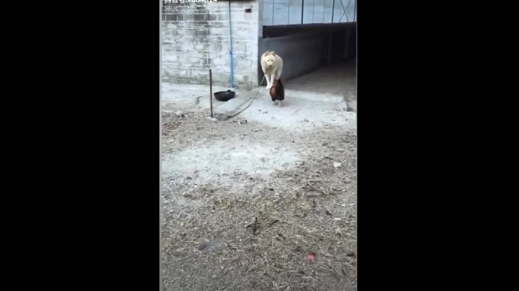 Wolf Dog Play With Red Chickens ( and gets the best )