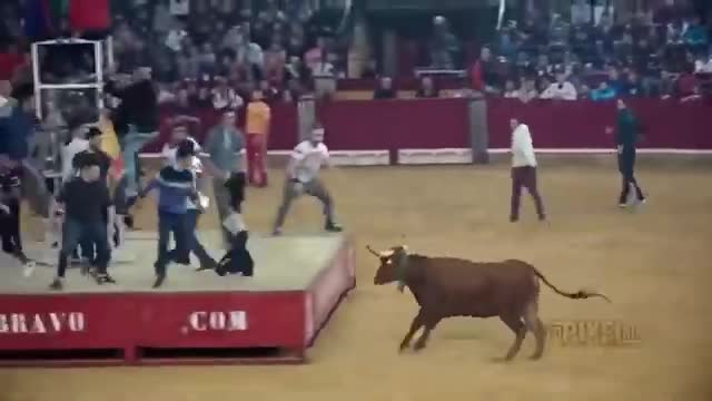 Bulls dangerous game