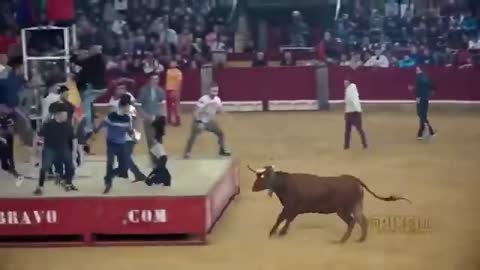 Bulls dangerous game