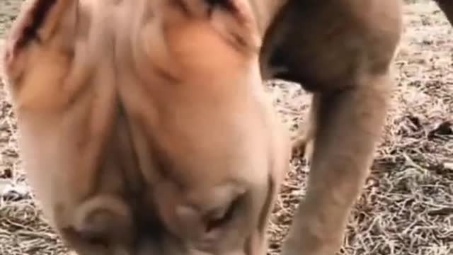 the most beautiful video you will see of the dogs