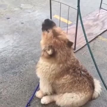 Cachorro de Chow Chow bebe gotas que caen