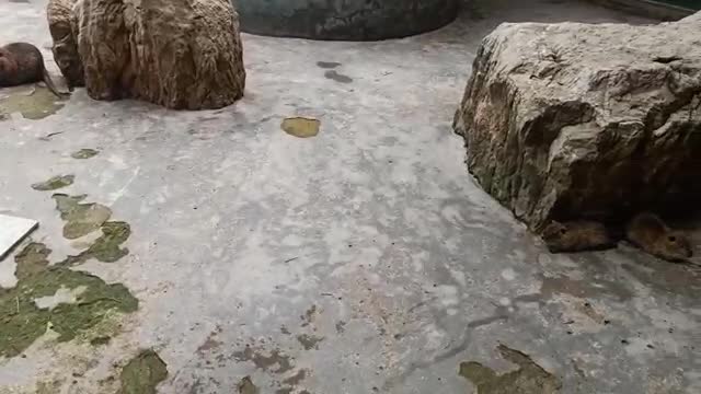 Water sloths like to live in groups