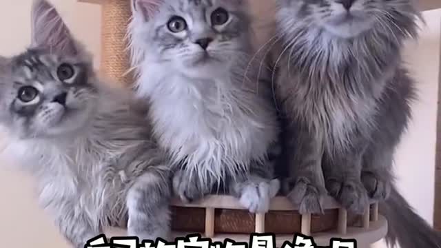 Pets and owners will become more and more alike