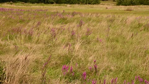 Podlasie