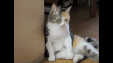 Gif video of cat leaning against the wall