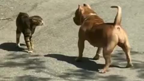 Cat vs Dog in road fighting