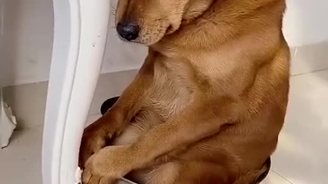 A sad and remorseful cute puppy