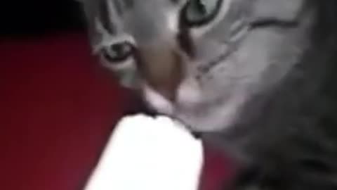 Try not to laugh: funny cats tries ice-cream for the first time