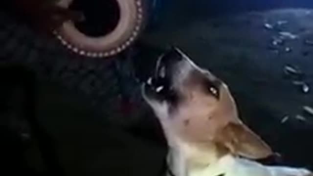 Dog funny song