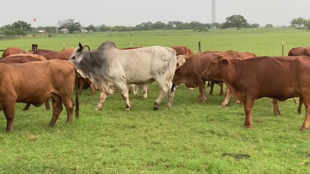 150-Solid mouth crossbred pair/ heavy bred