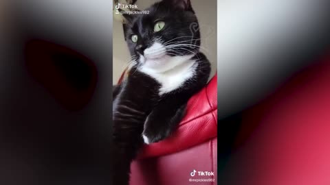 BEST CAT MEMES COMPILATION OF 2020 Part 9