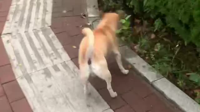 Meet a dog that runs too fast