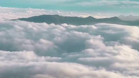 Discover the Untouched Beauty of Forests and Wildlife