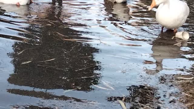 Ducks 🦆 Video By Kingdom of Awais