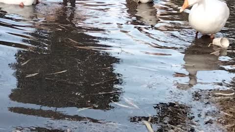 Ducks 🦆 Video By Kingdom of Awais