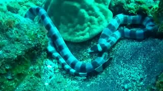 Experienced Divers Taking Photos For Old Snake Under The Sea