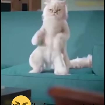 Dancing cat