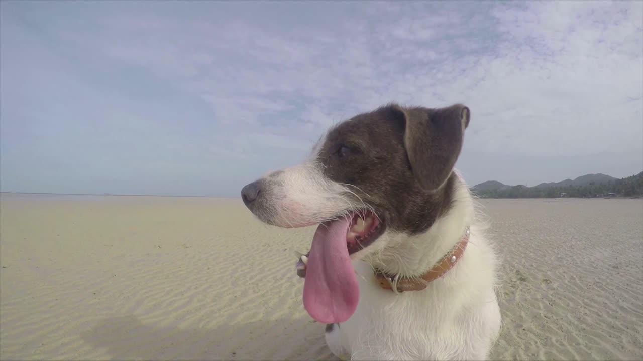 This Dog Looks Adorable When He Sticking Out His Tongue!