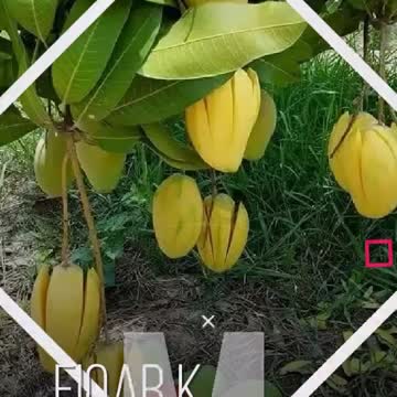 Hawa banke status video