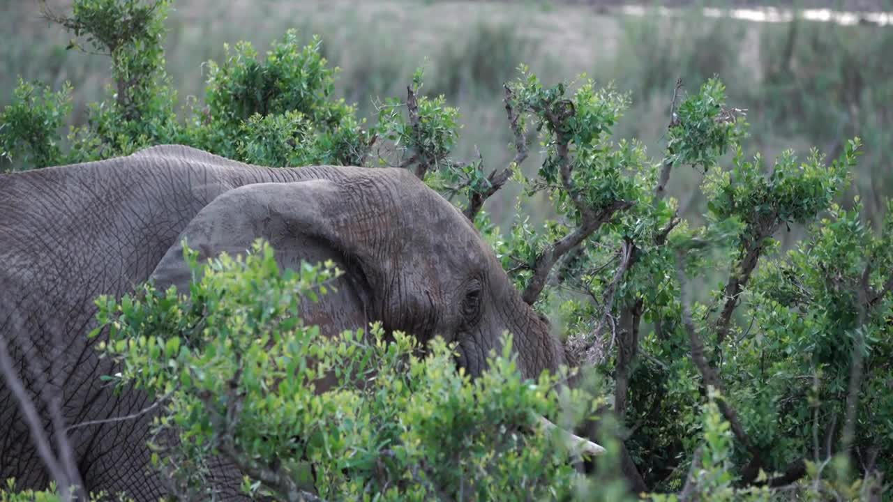 Close up from an elephant eating from a tree in Kruger National Park South Africa