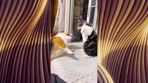 Funny Cats And Dogs - competition for space Video #01