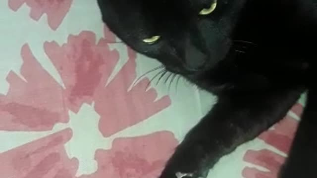 presioso gatito negro ravea con mi esposa