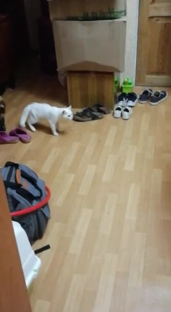 The cat and the washing machine