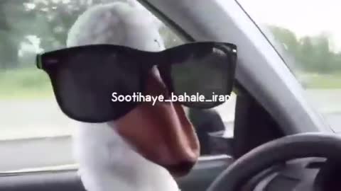 Duck car ride