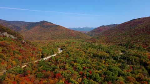 the autumn forest