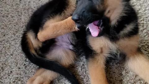 GSD Jake 11 weeks