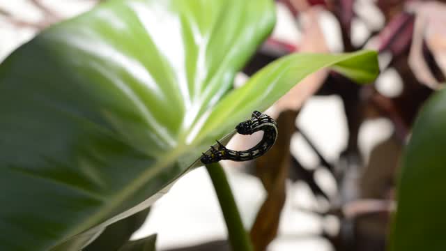 Beautiful insect on leaves