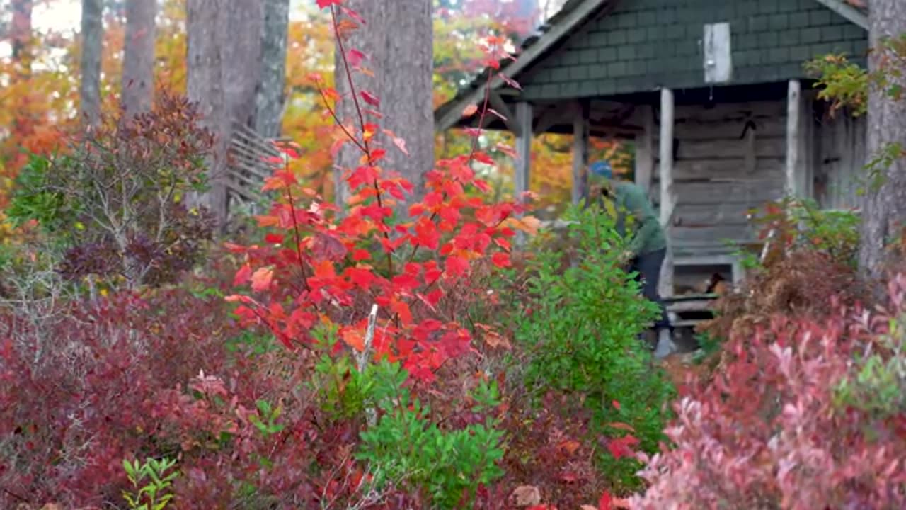 Peaceful Off-Grid Cabin Hidden in the Pines