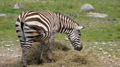 Zebra videos । Video of zebra eating grass ।